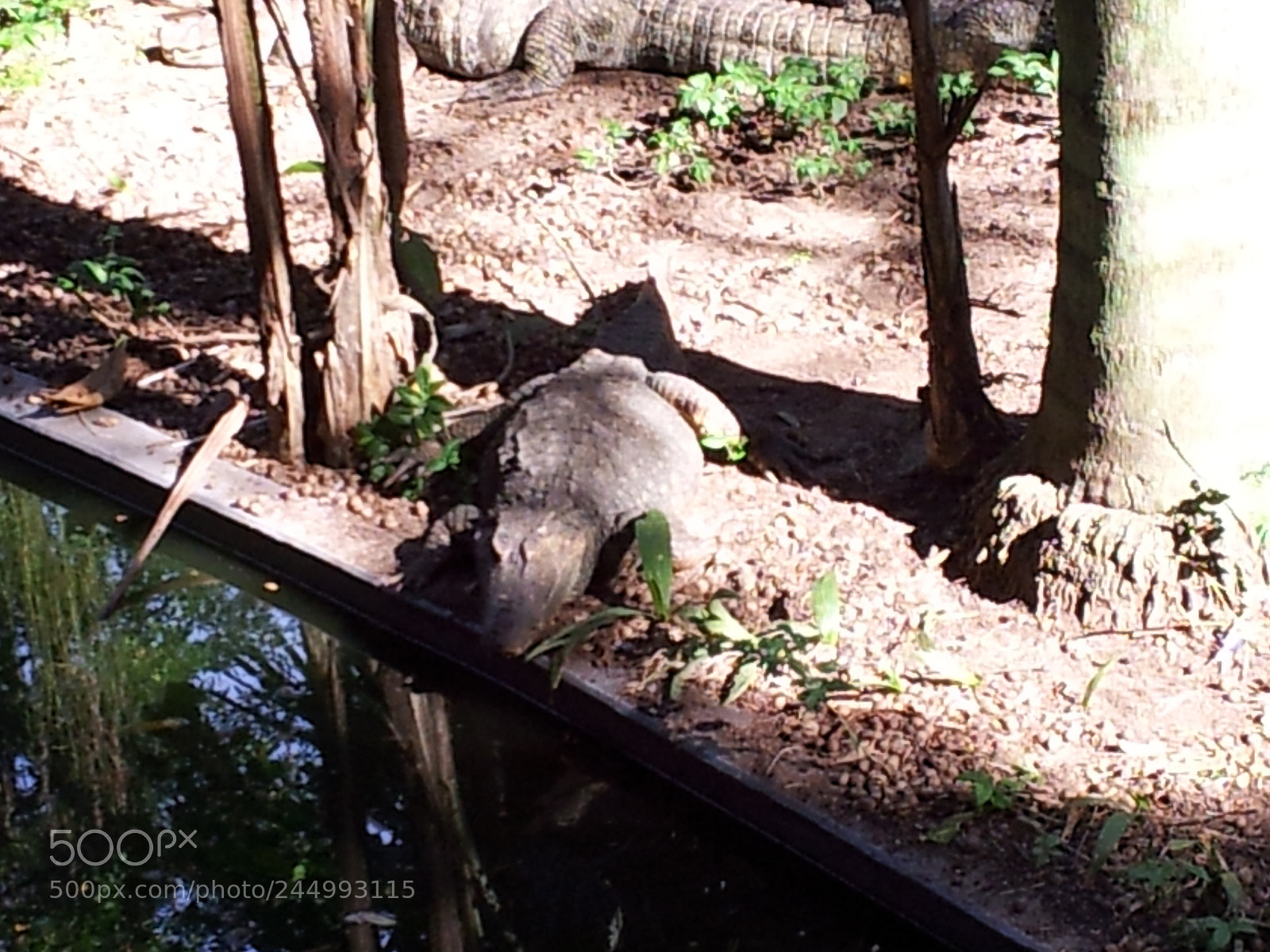 Samsung Galaxy S2 sample photo. Aligator photography