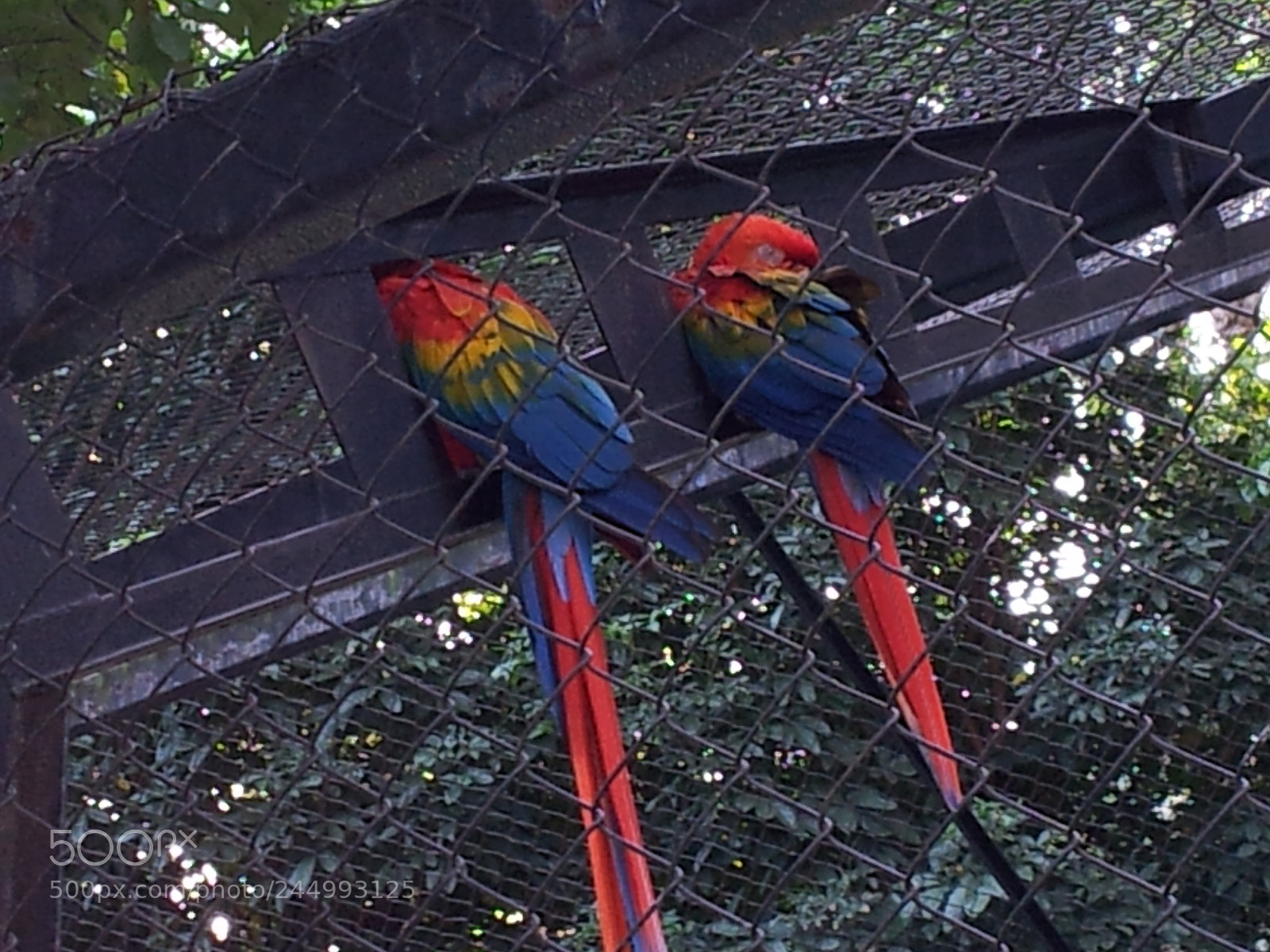 Samsung Galaxy S2 sample photo. Macaws photography