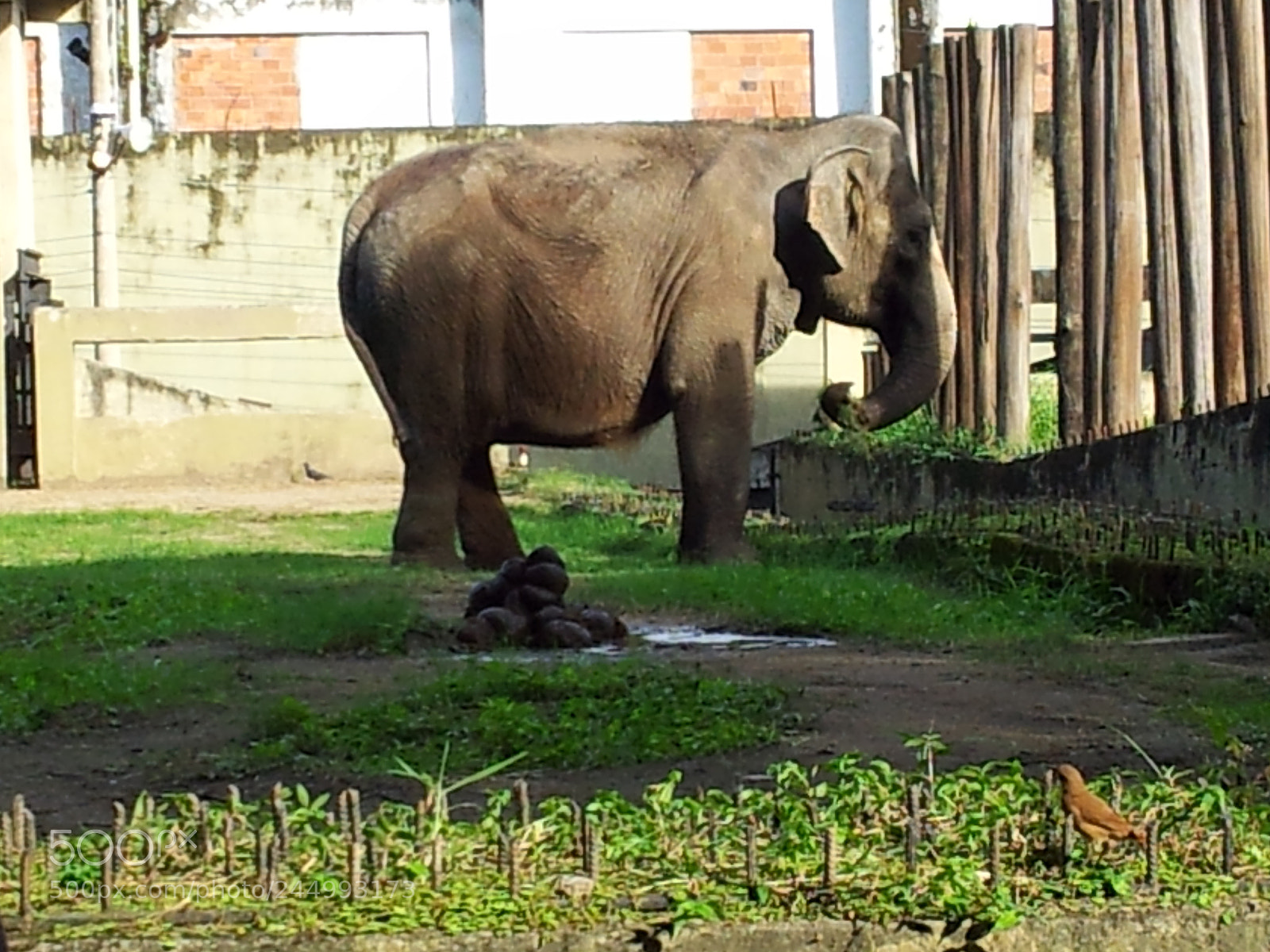 Samsung Galaxy S2 sample photo. Elephant photography