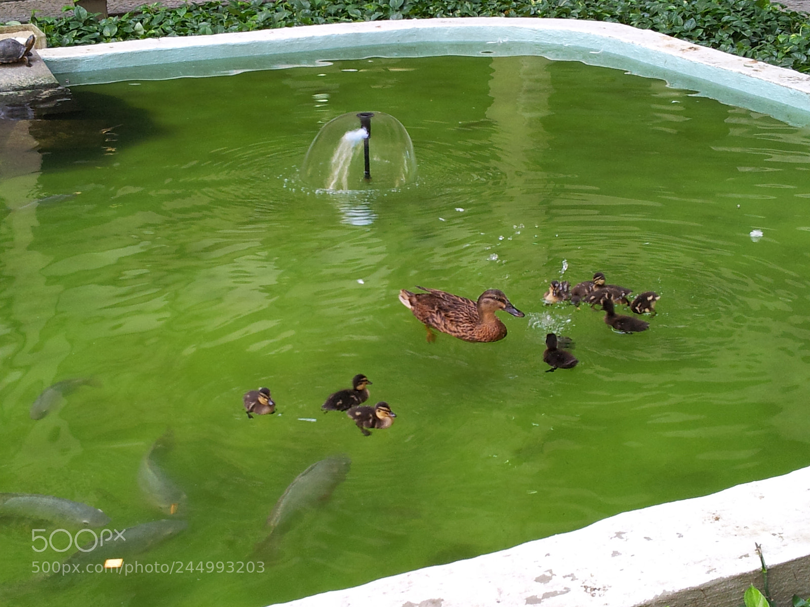 Samsung Galaxy S2 sample photo. Ducks and fish photography