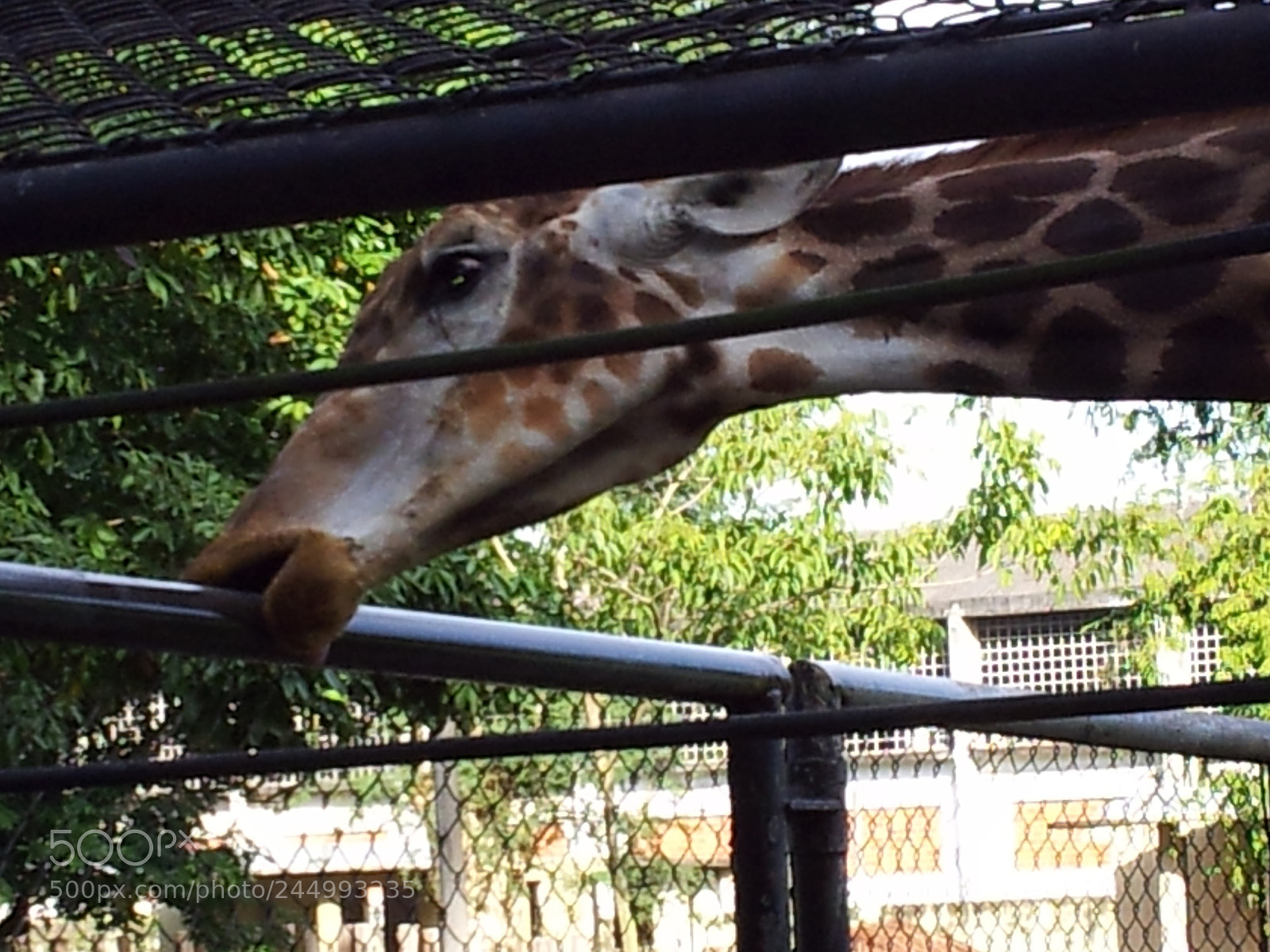 Samsung Galaxy S2 sample photo. Giraffe photography