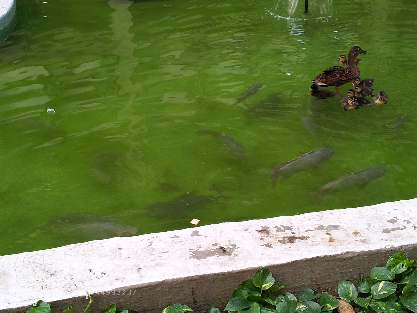 Samsung Galaxy S2 sample photo. Ducks and fish photography