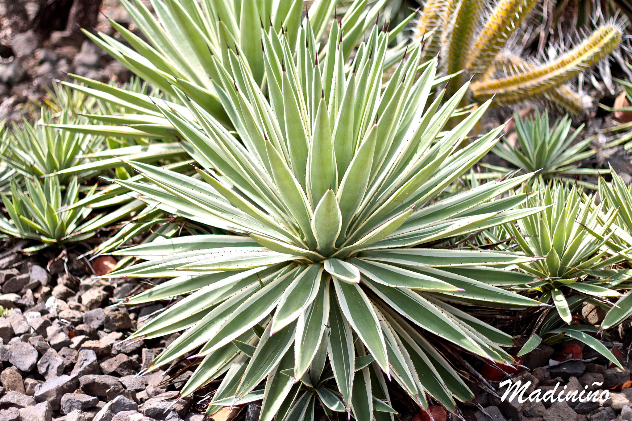 Canon EOS 650D (EOS Rebel T4i / EOS Kiss X6i) sample photo. Cactus photography