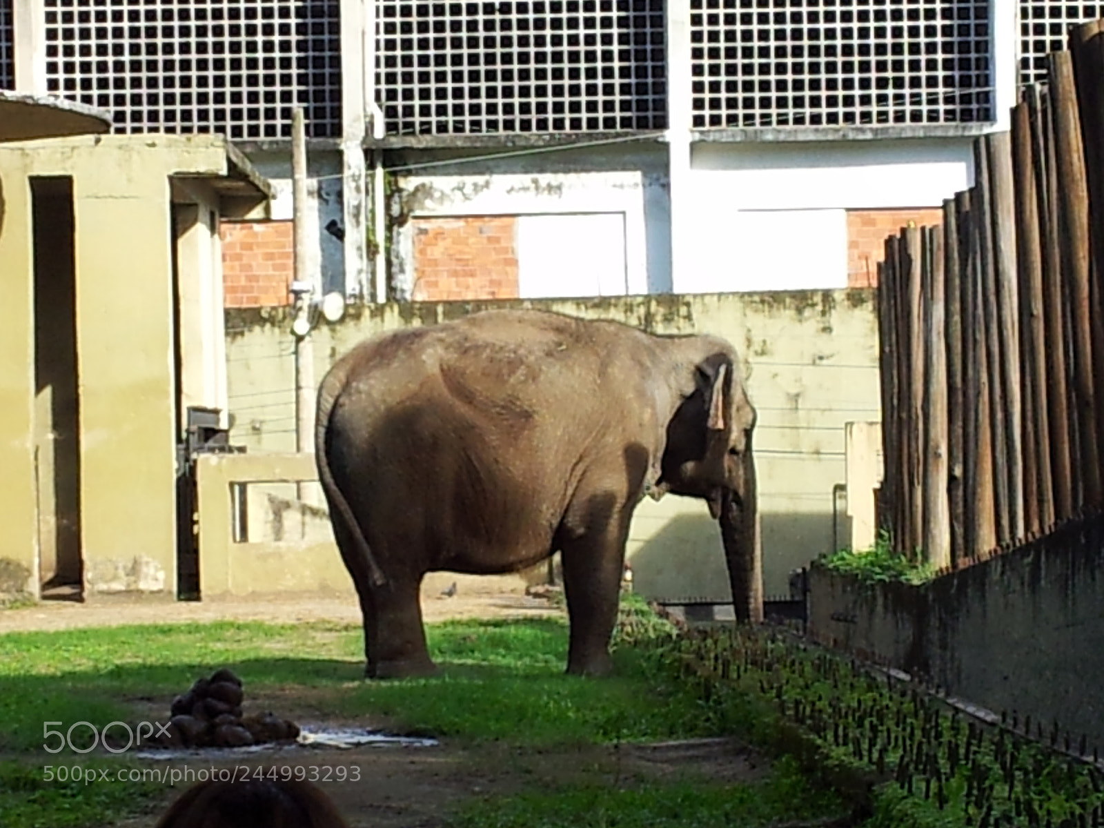 Samsung Galaxy S2 sample photo. Elephant photography