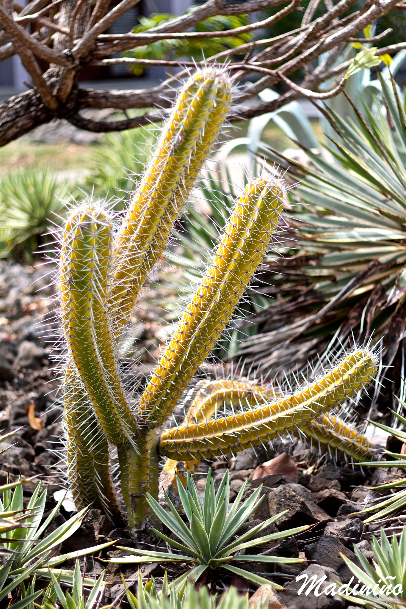 Canon EOS 650D (EOS Rebel T4i / EOS Kiss X6i) sample photo. Cactus photography