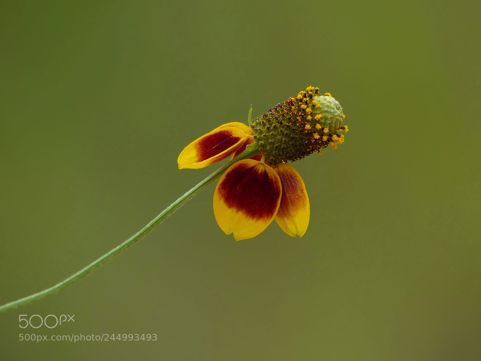 Panasonic Lumix DMC-FZ200 sample photo. Mexican hat flower photography