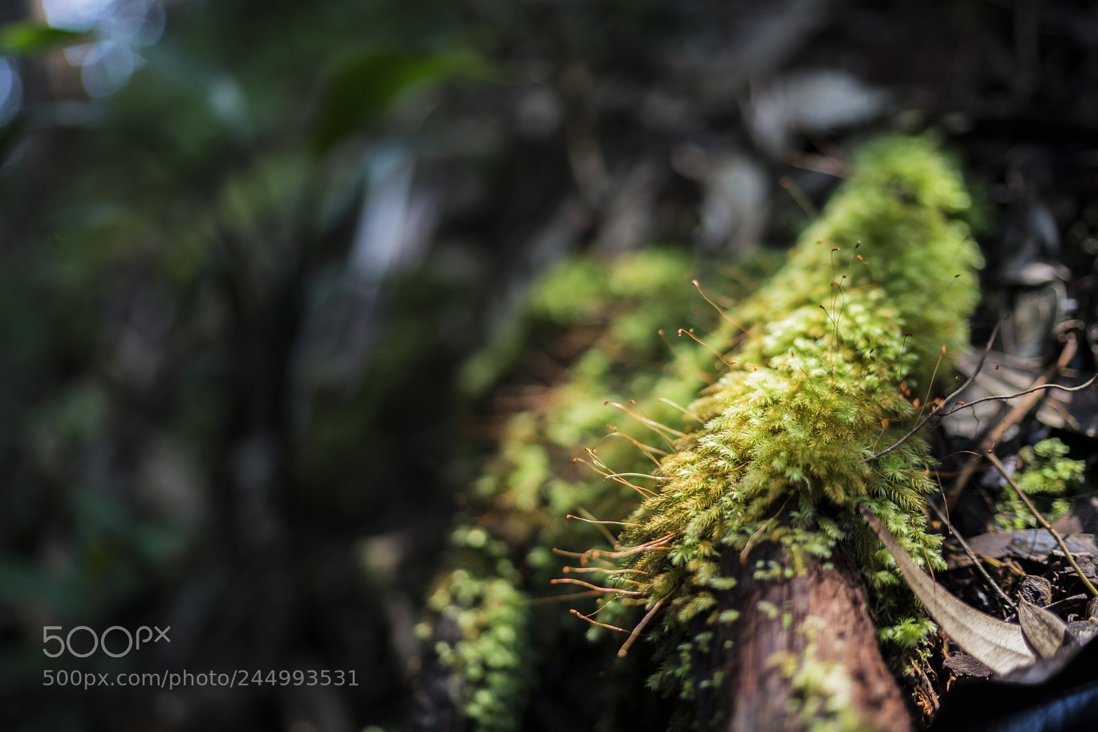 Sony a7R II sample photo. Moss photography