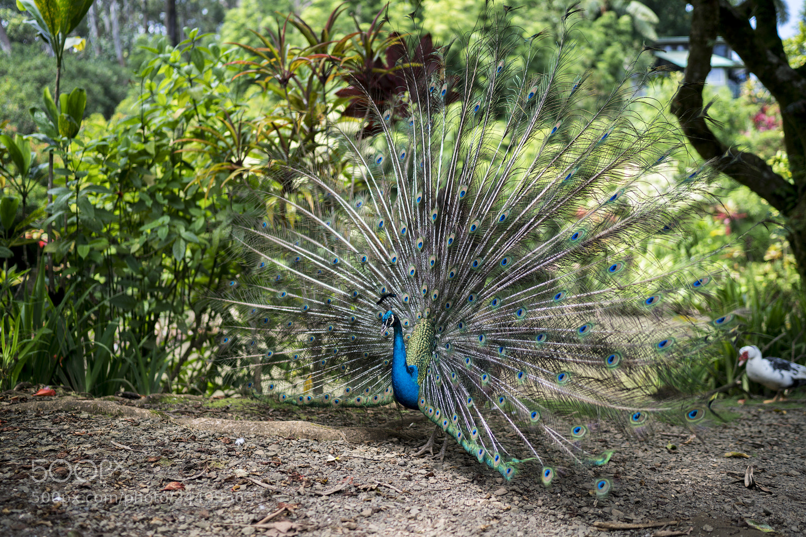 Sony a7R II sample photo. Peacock photography