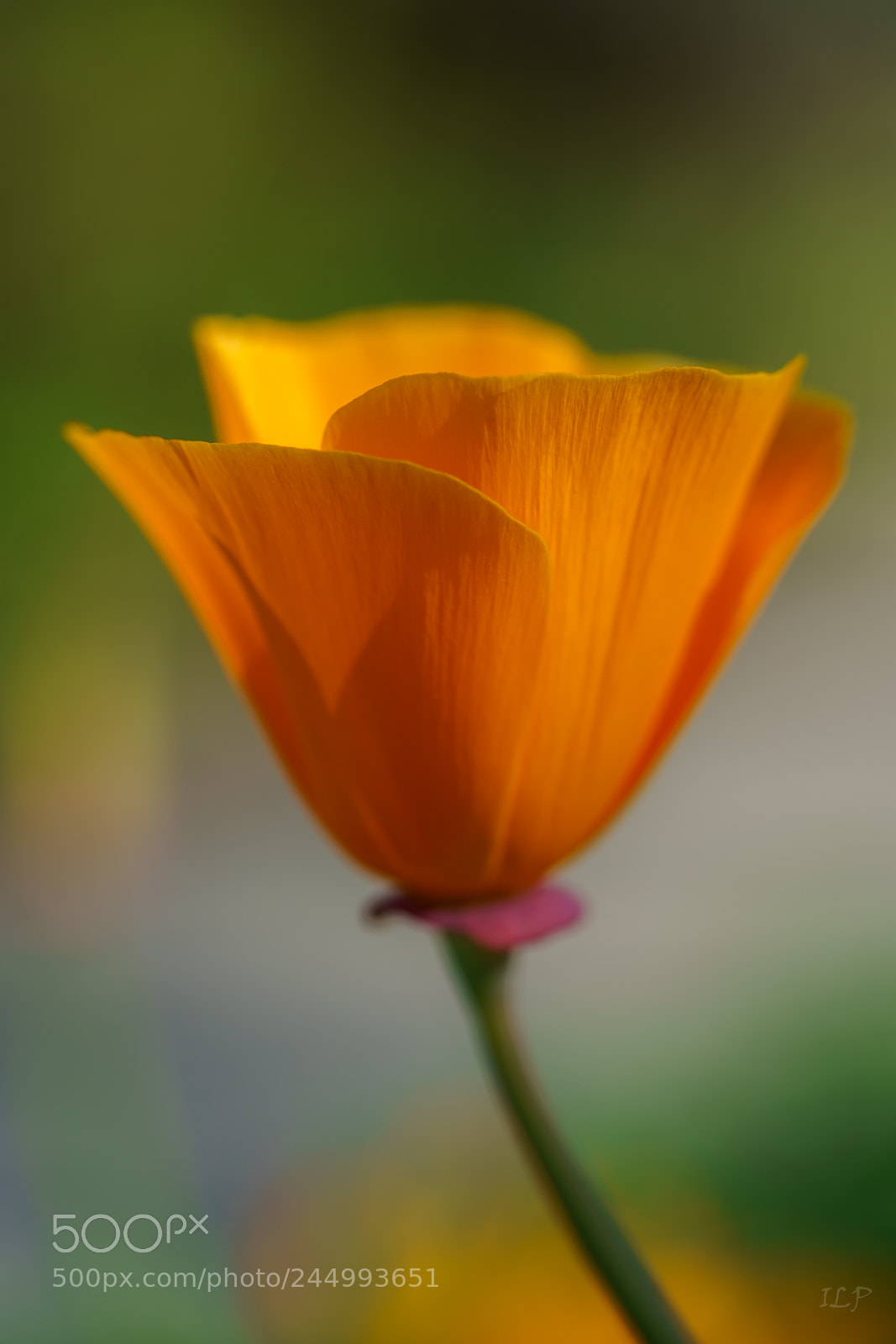 Sony a7R III sample photo. Orange blur photography