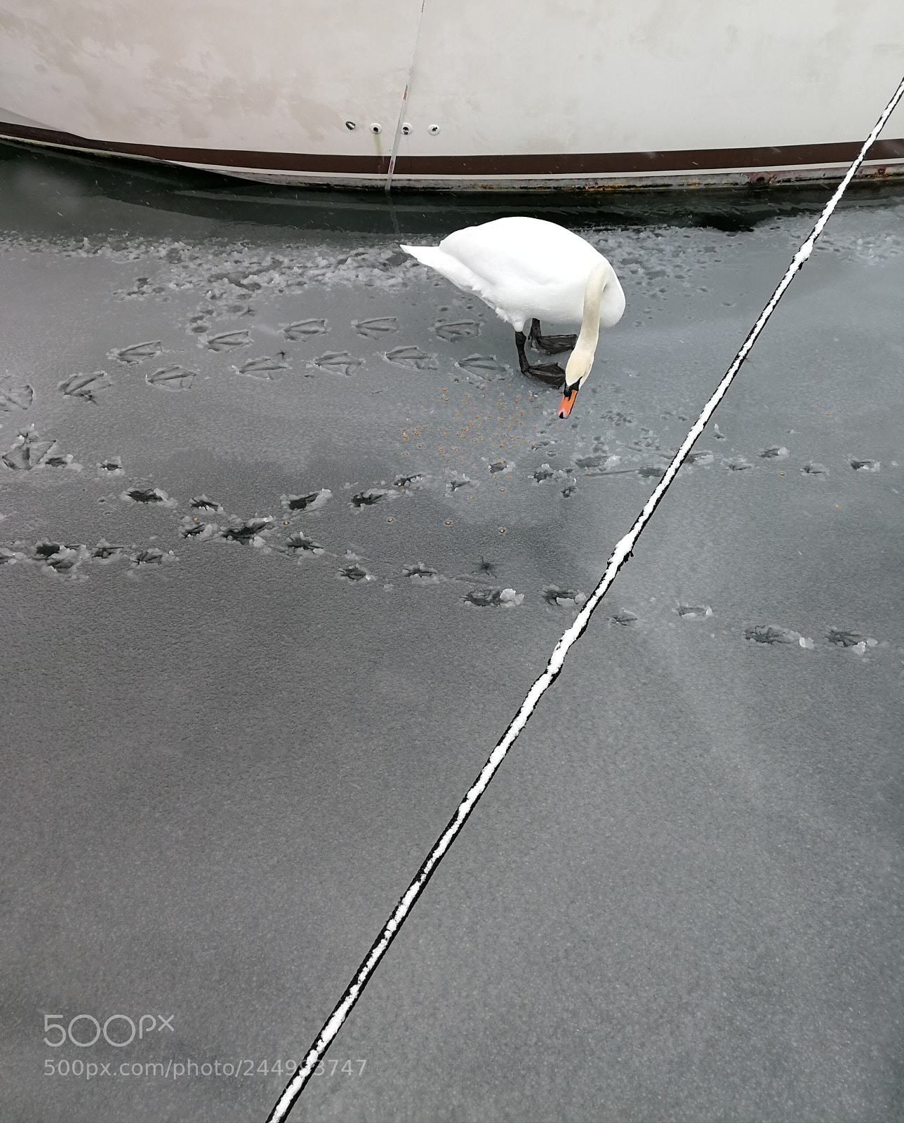 HUAWEI P10 Plus sample photo. Mute swan photography