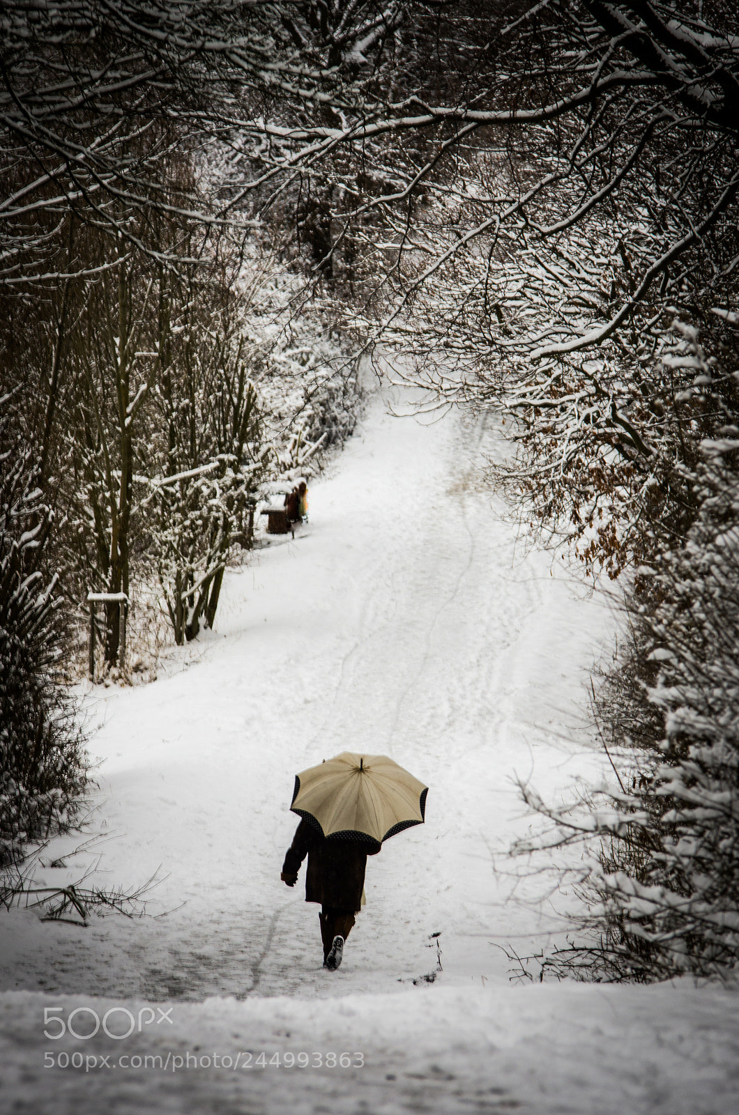 Pentax K-5 sample photo. Winter walk photography