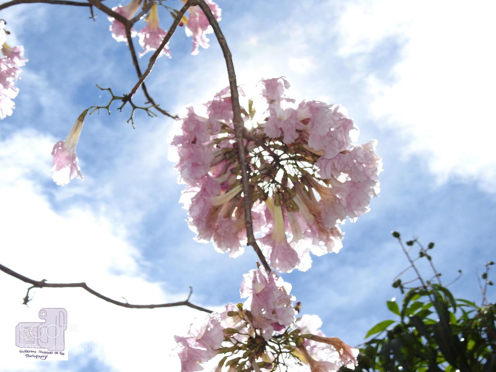 Nikon Coolpix P900 sample photo. Flowers in the sun photography