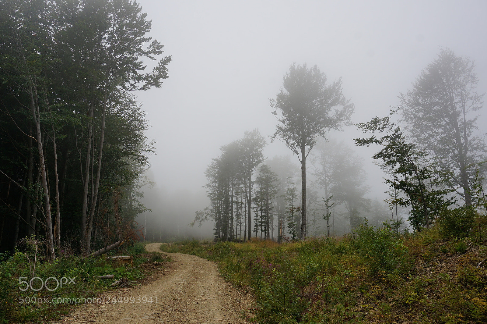 Sony Alpha NEX-5T sample photo. Foggy track in carpathian photography