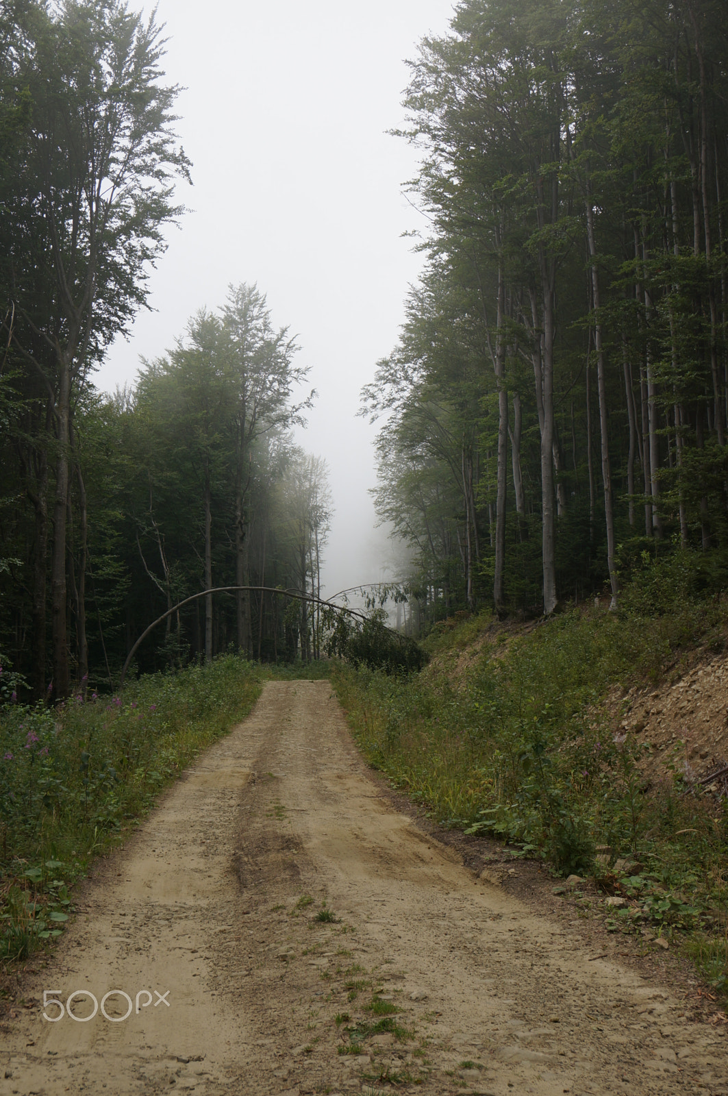 Sony Alpha NEX-5T + Sony E 18-50mm F4-5.6 sample photo. Foggy track in carpathian mountains photography