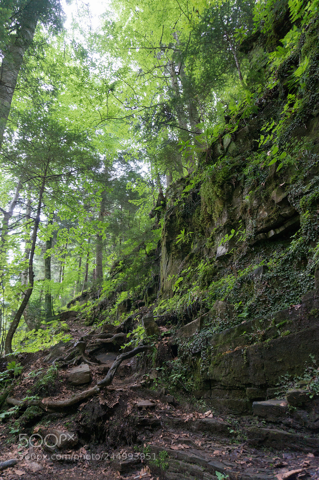 Sony Alpha NEX-5T sample photo. Through the forest photography
