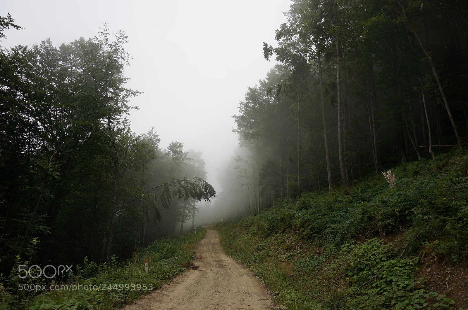 Sony Alpha NEX-5T sample photo. Foggy track in carpathian photography