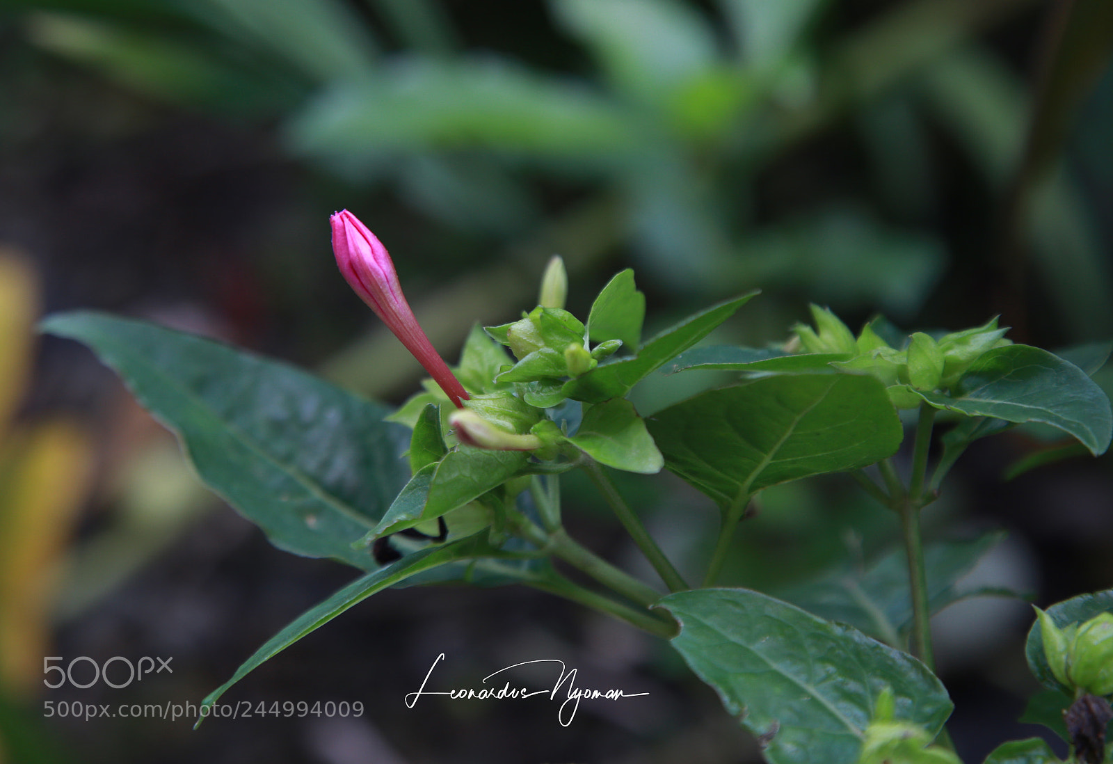 Canon EOS 6D sample photo. Flower in wild photography