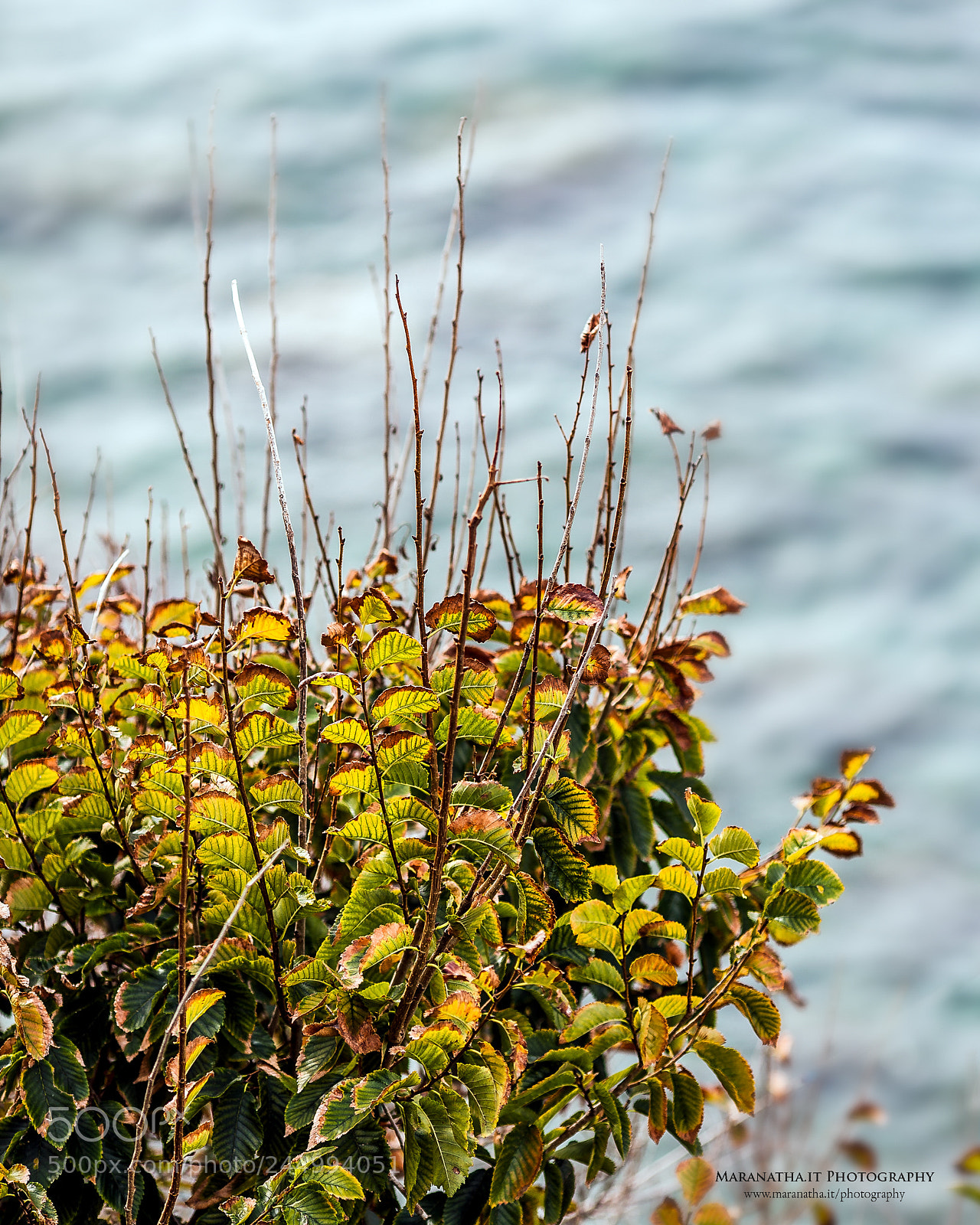 Canon EOS 5D sample photo. Spontaneous flora photography