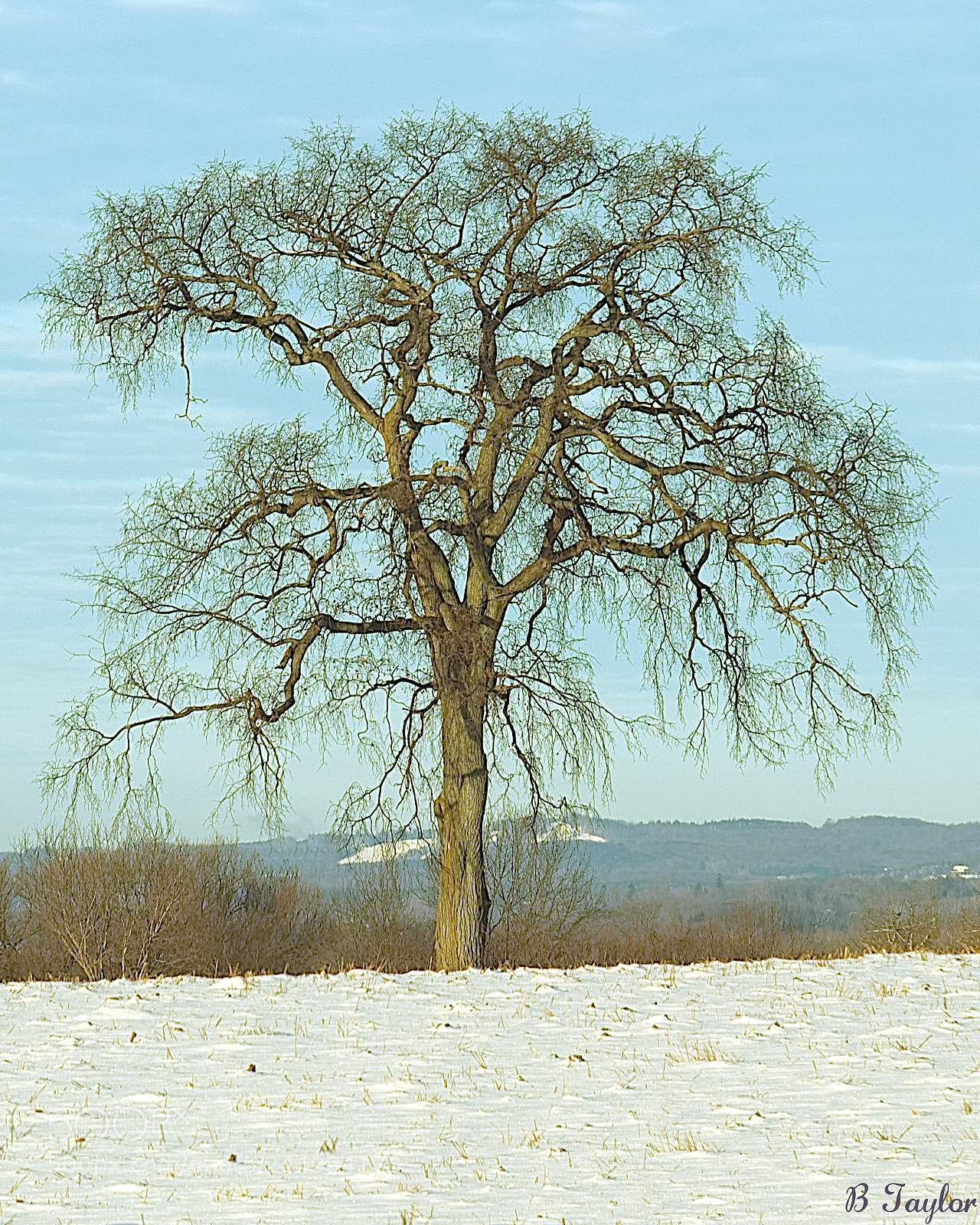 Sony SLT-A57 sample photo. Solo tree photography