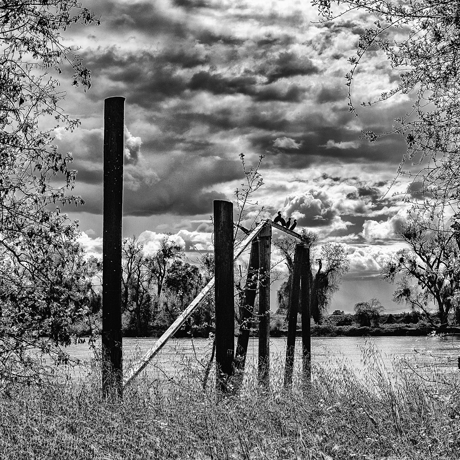 Fujifilm X100T sample photo. Four birds photography