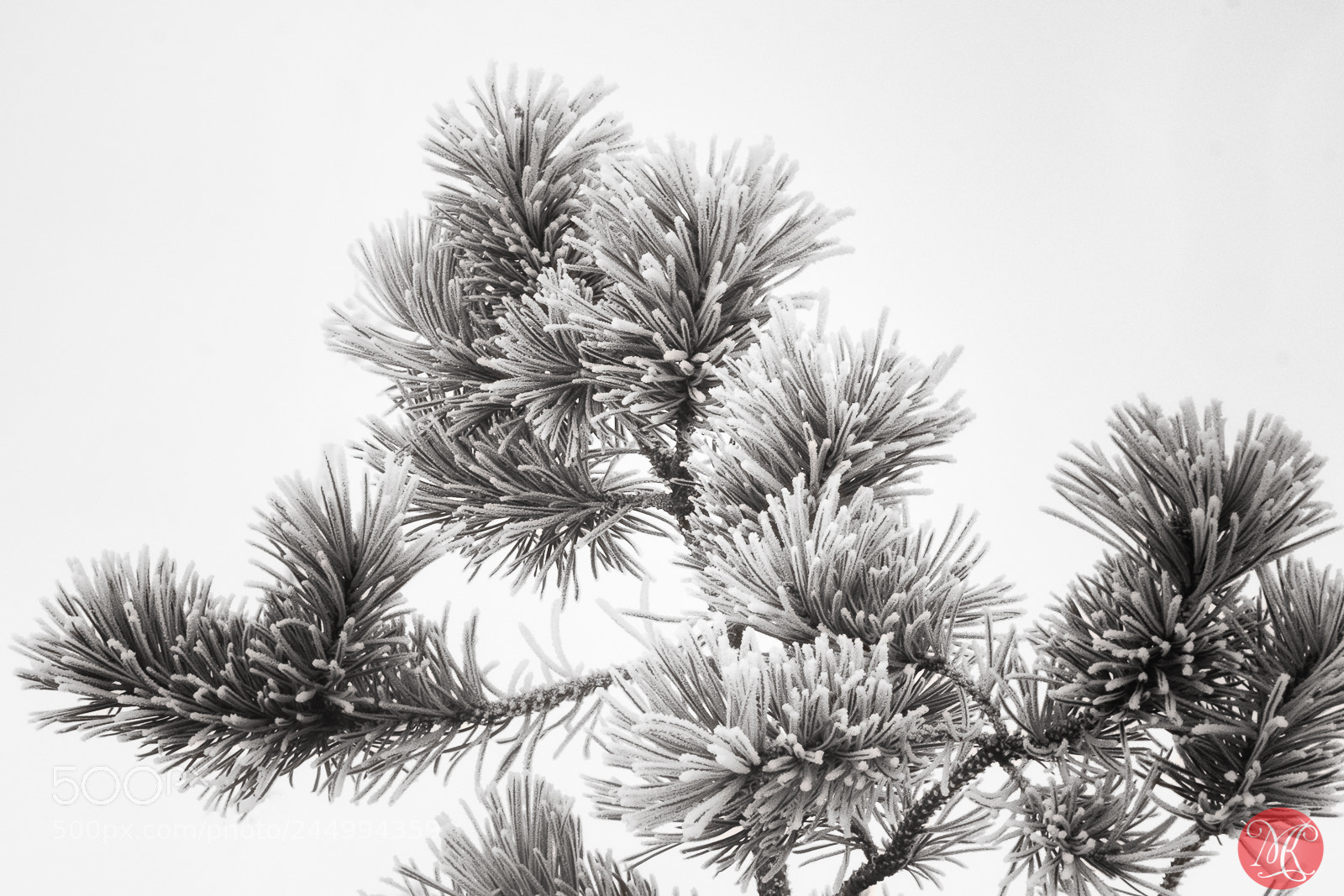 Fujifilm X-T1 sample photo. Frost covered 2 photography