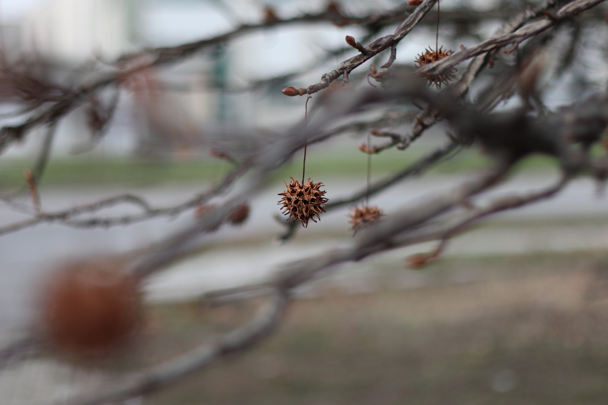 Canon EOS M5 + Canon EF 50mm F1.8 II sample photo. Winter photography