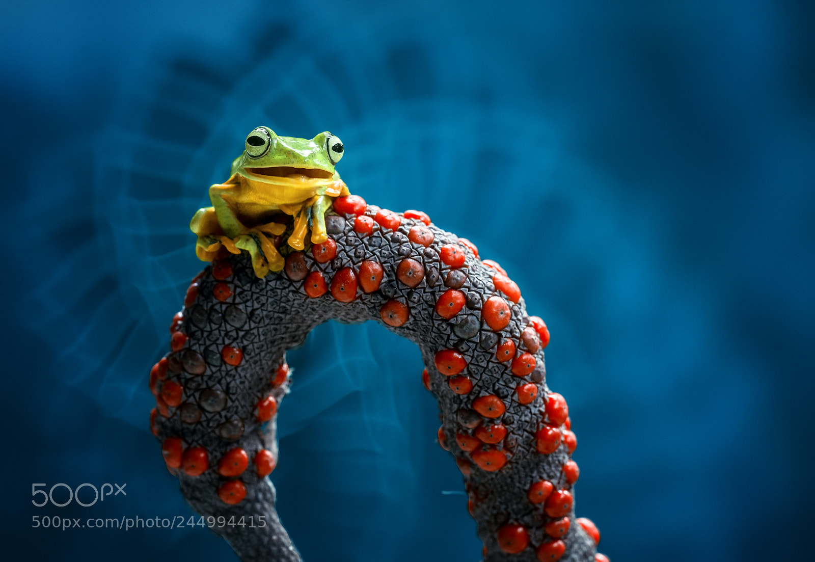 Nikon D800 sample photo. Frog, gliding frog, red photography