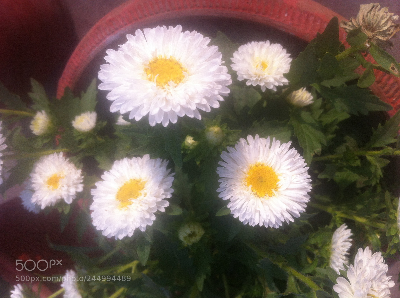 Apple iPhone 4 sample photo. Img photography
