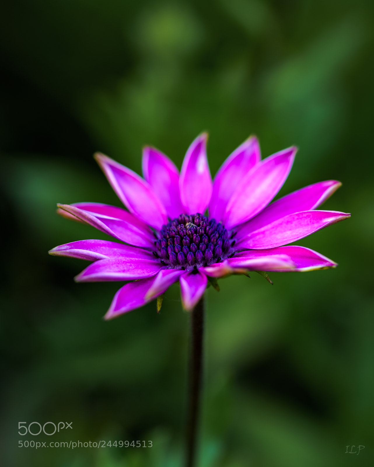 Sony a7R III sample photo. Shine on vii photography