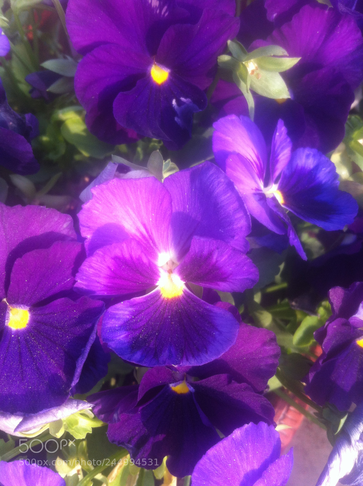 Apple iPhone 4 sample photo. Img photography