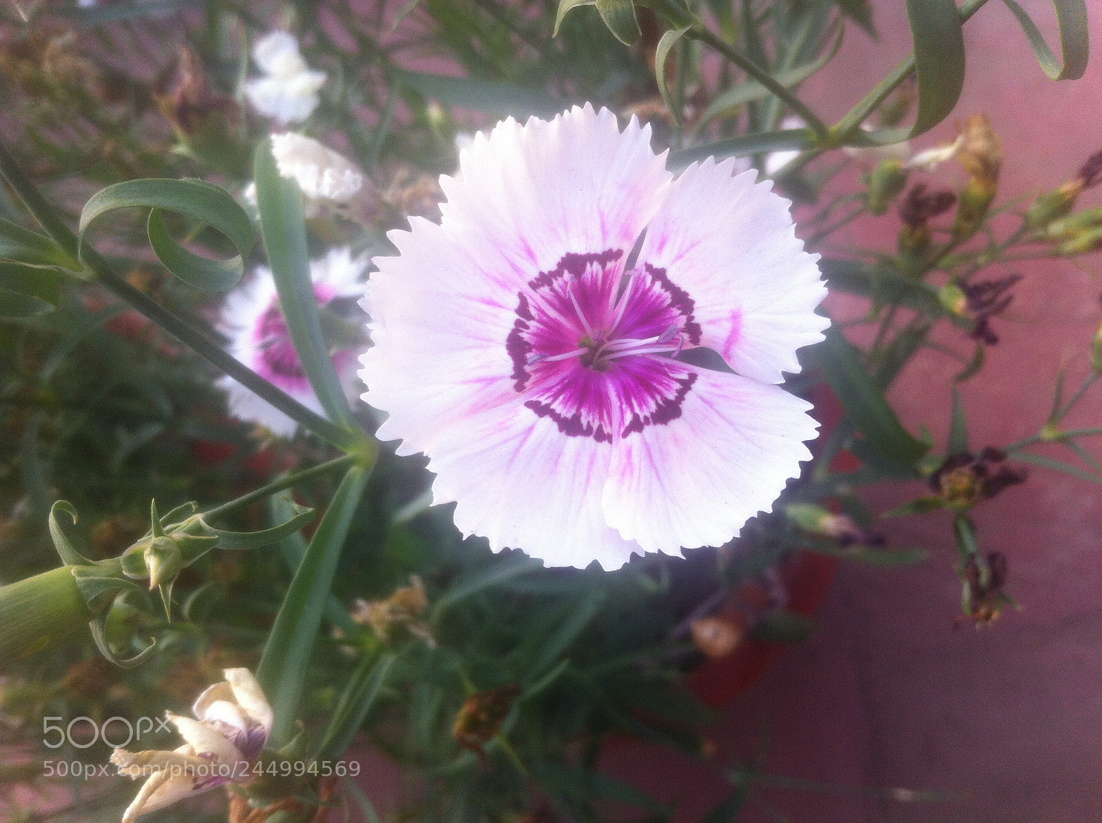 Apple iPhone 4 sample photo. Img photography