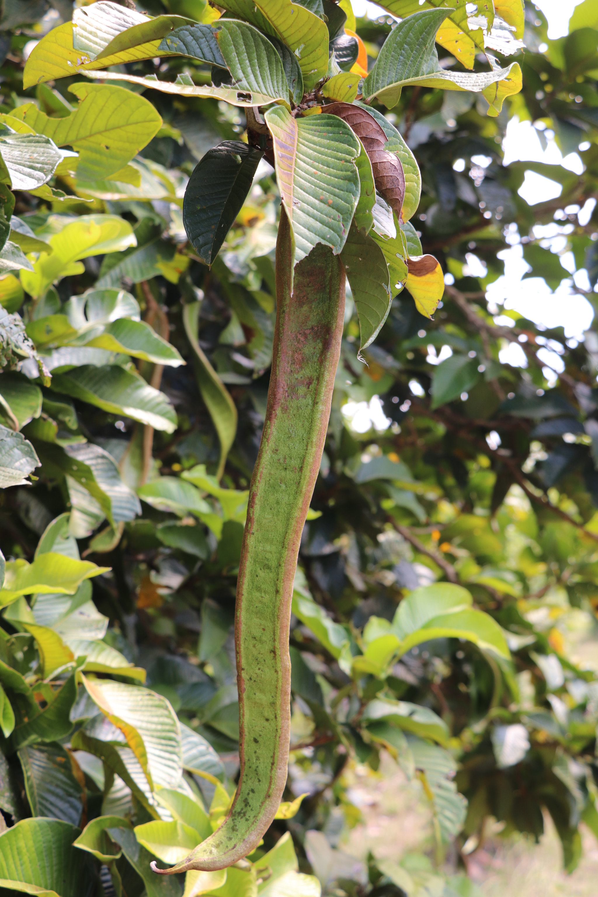 Canon EOS 77D (EOS 9000D / EOS 770D) sample photo. Guama tropical fruit photography