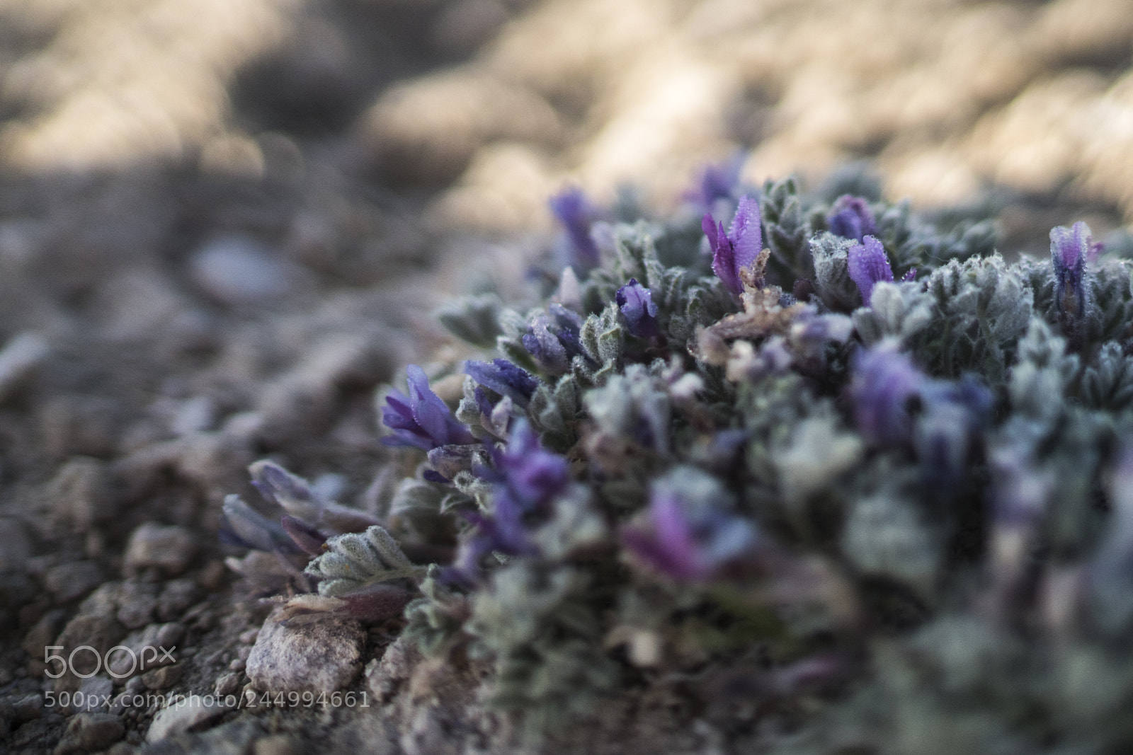 Sony a7R II sample photo. Wildflower photography