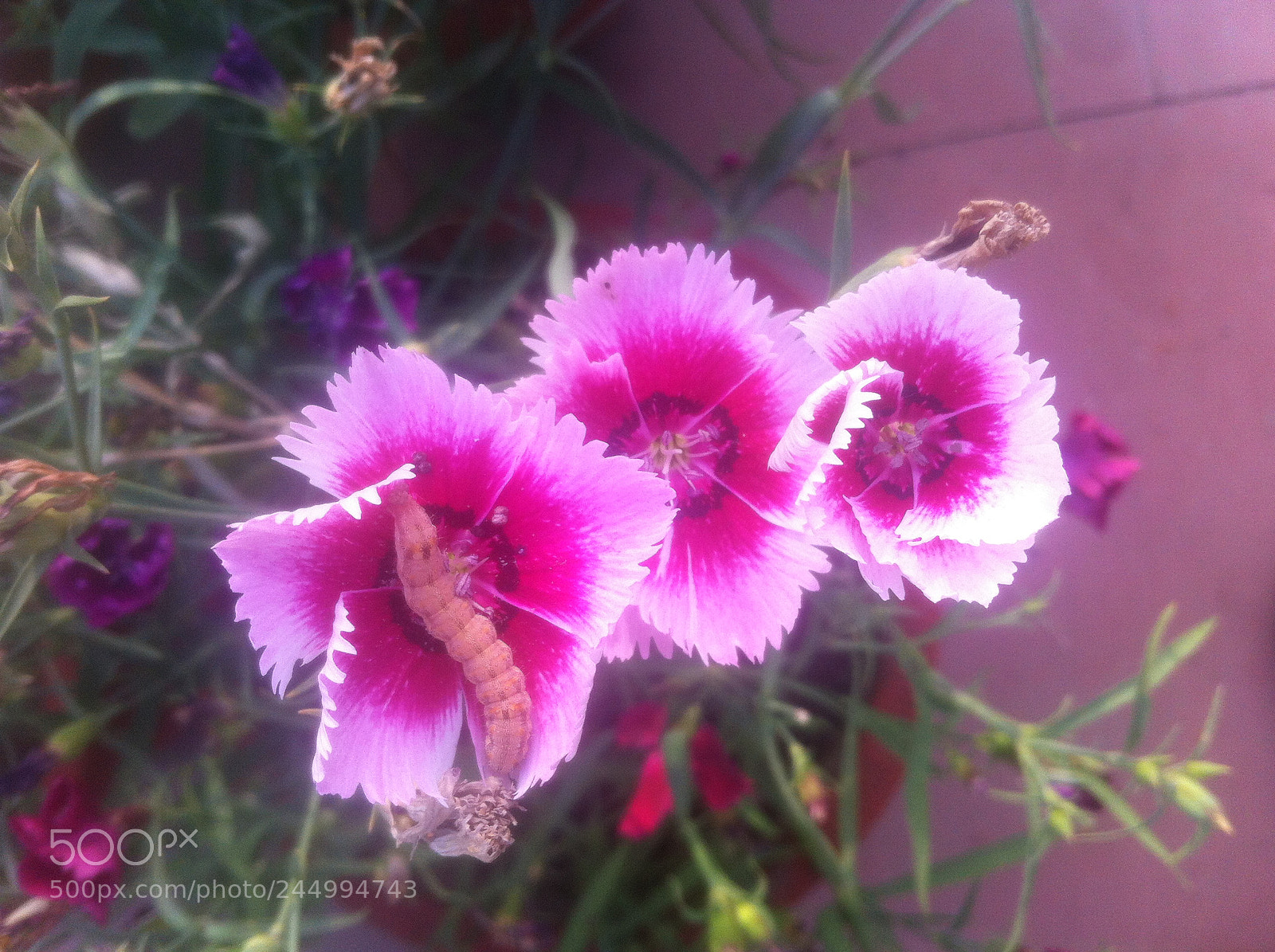 Apple iPhone 4 sample photo. Img photography