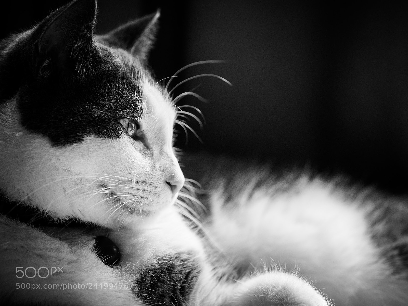 Olympus OM-D E-M1 sample photo. The stare photography