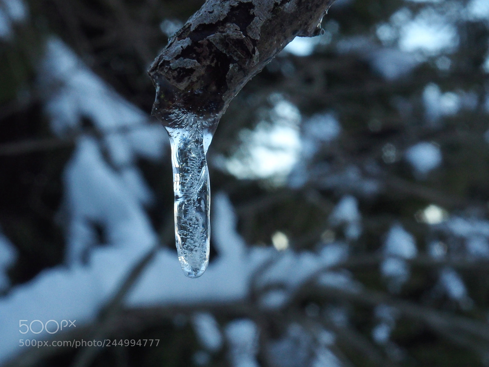 Olympus OM-D E-M10 II sample photo. Macro ice photography