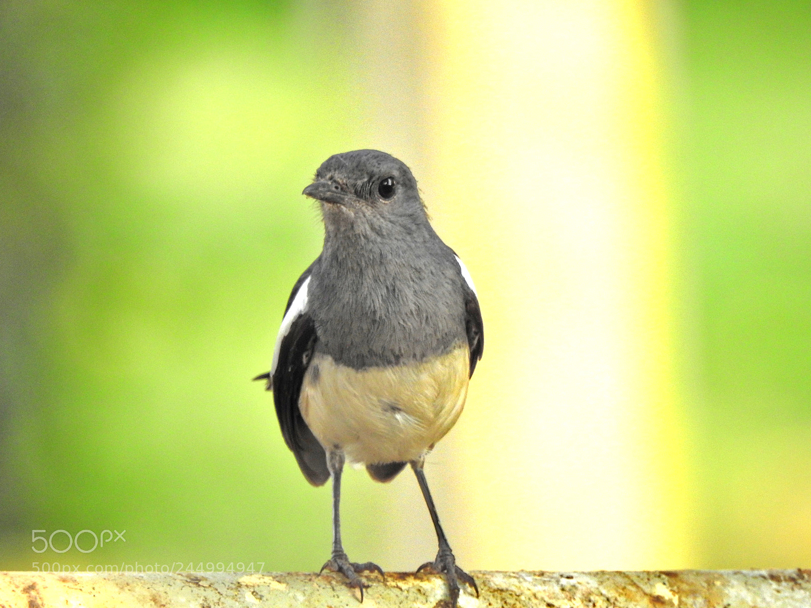 Nikon Coolpix P900 sample photo. Black billed magpie bird photography
