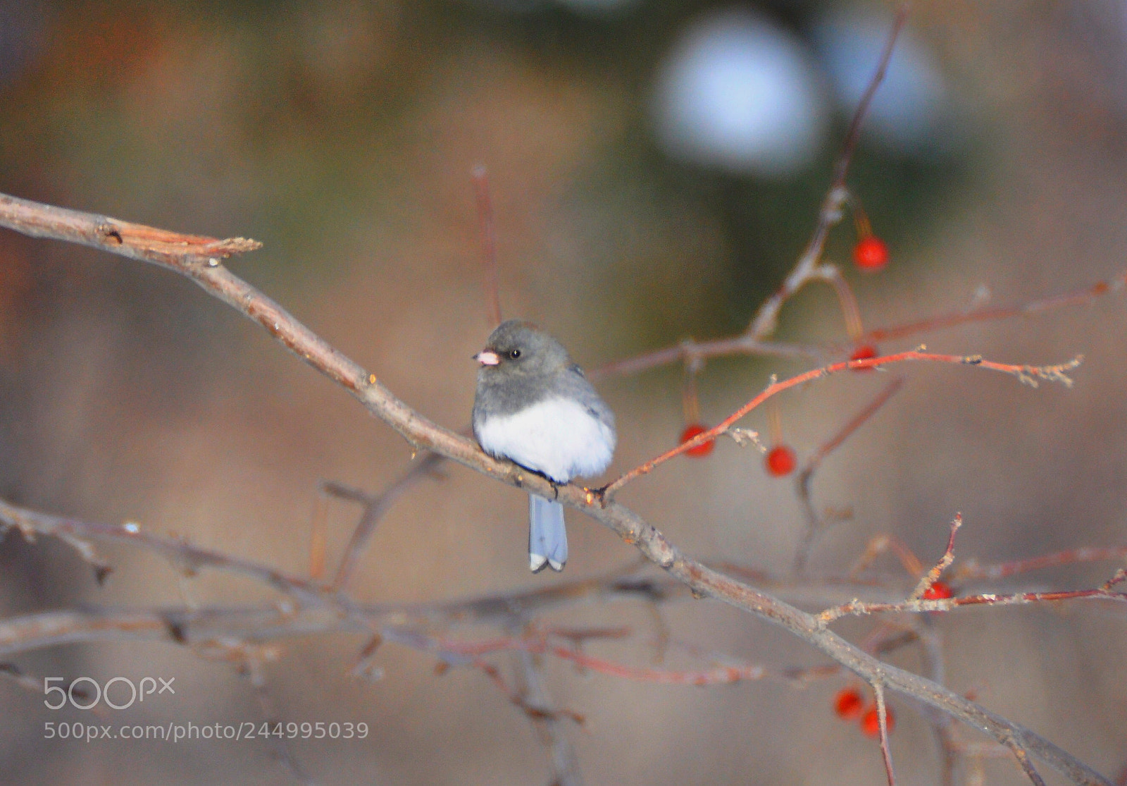 Nikon D90 sample photo. Dark eye junco photography