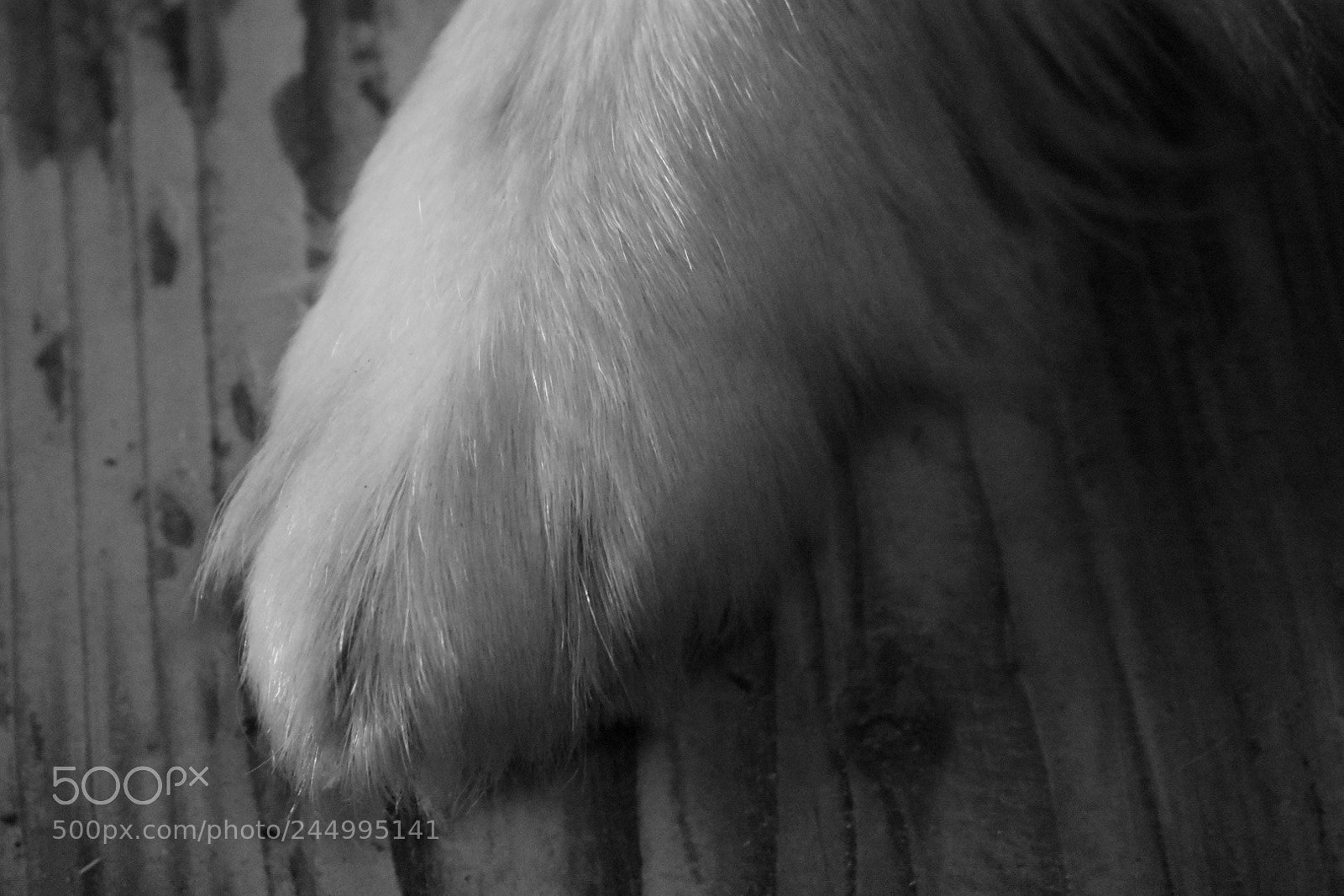 Nikon D3400 sample photo. Man's best friend photography