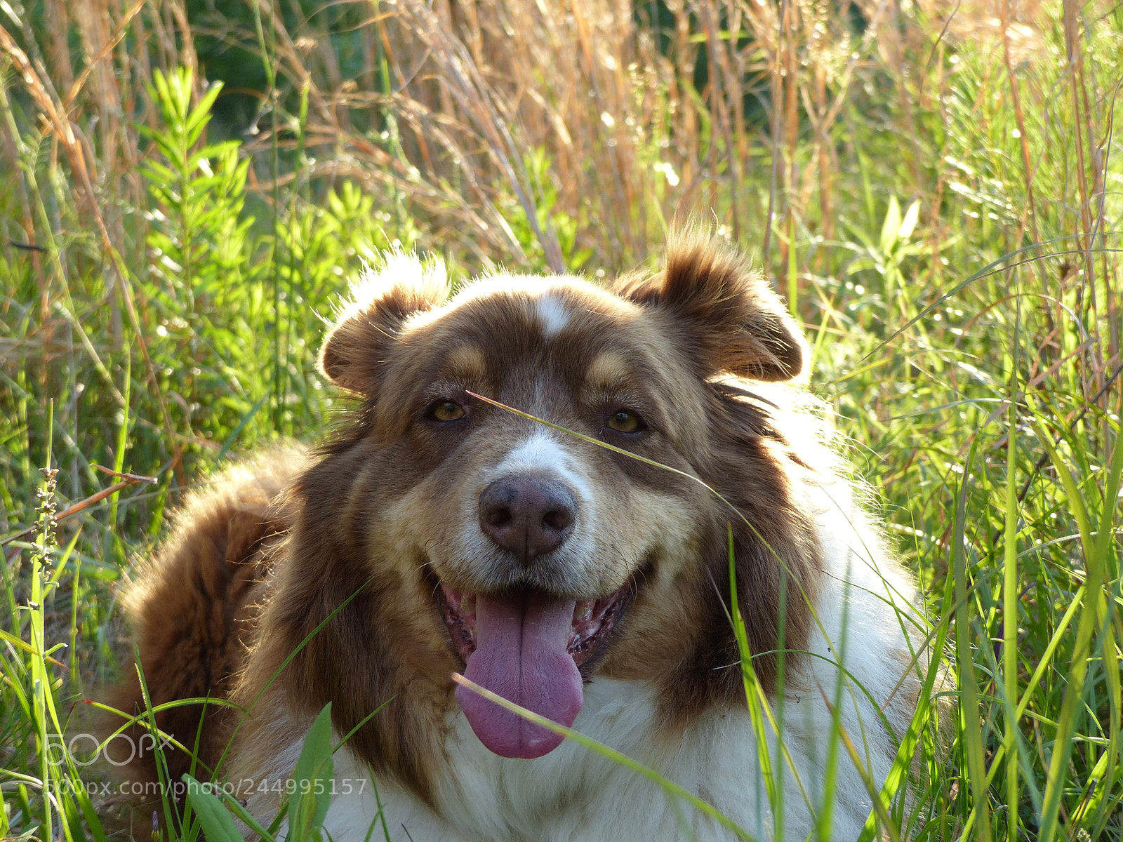 Panasonic Lumix DMC-FZ200 sample photo. Happy girl... photography