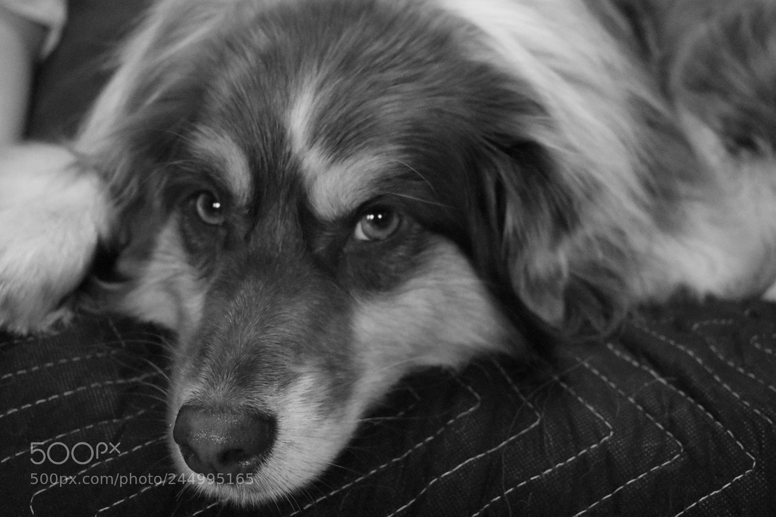 Nikon D3400 sample photo. Dogs photography