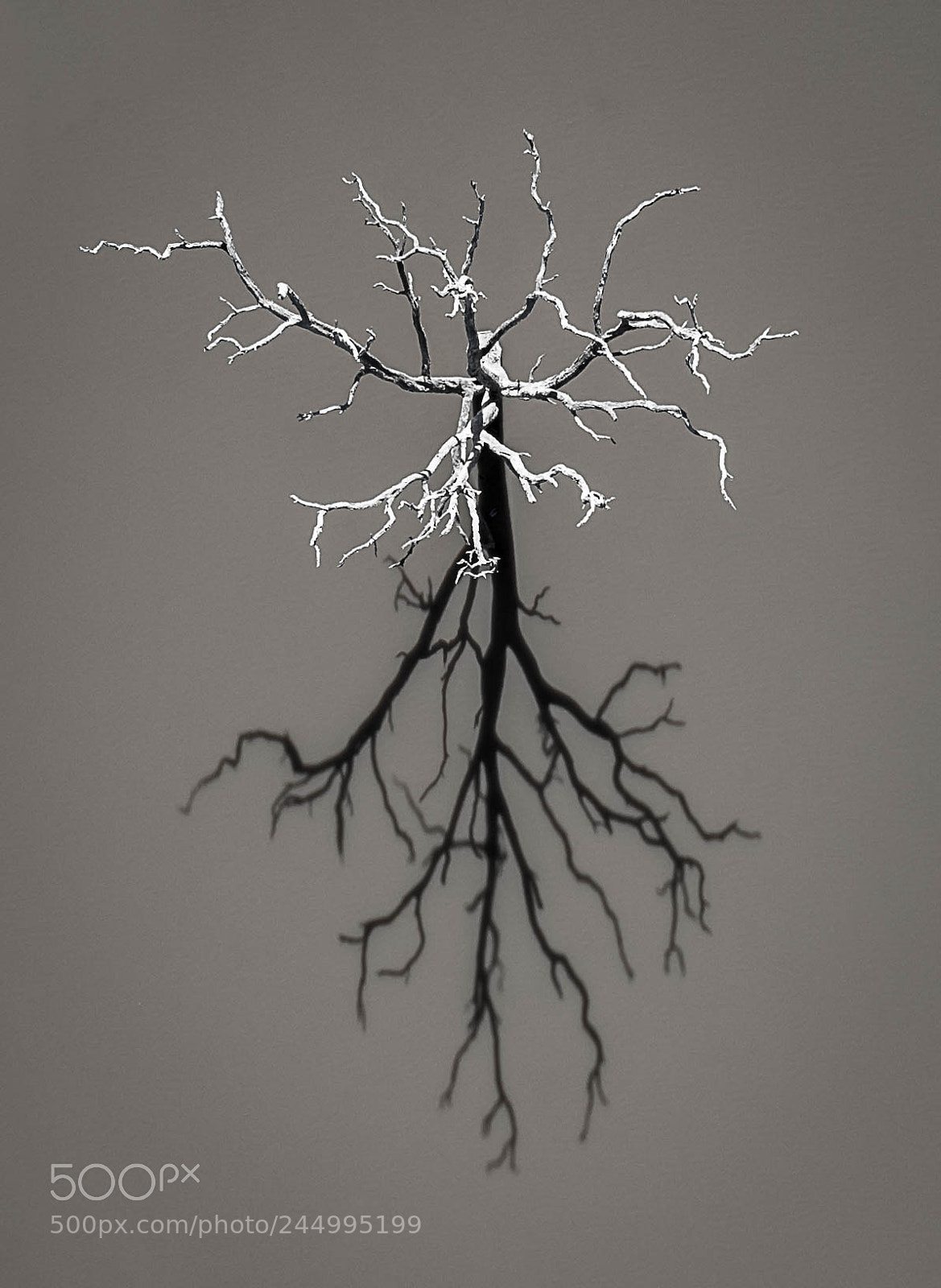 DJI FC220 sample photo. A lone tree photography