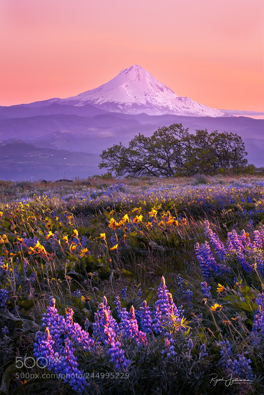 Sony a7R II sample photo. Purple mountain majesty photography