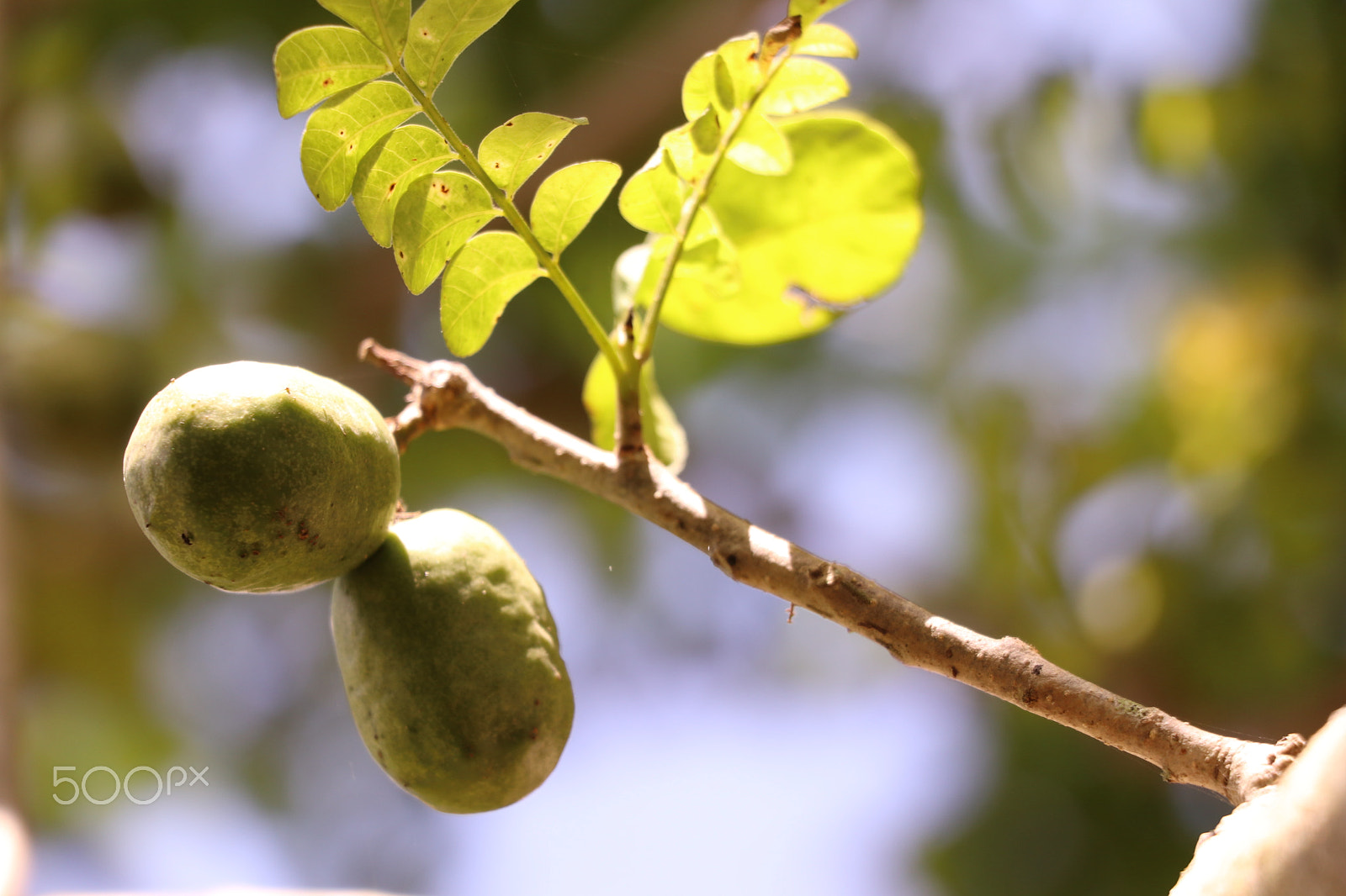 Canon EOS 77D (EOS 9000D / EOS 770D) sample photo. Plum fruit tropical photography