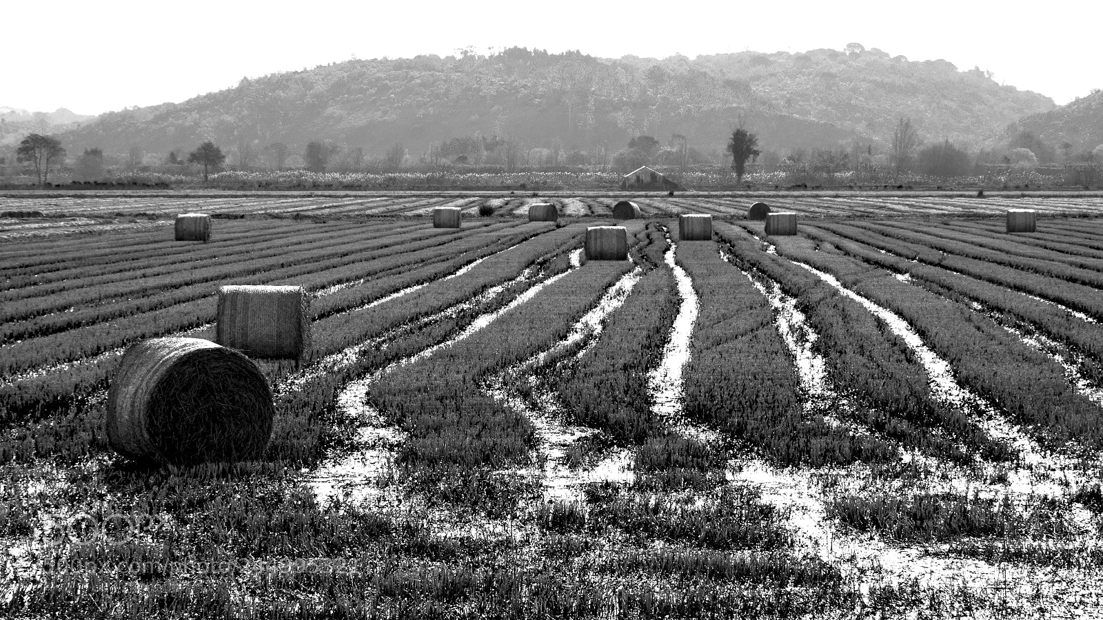 Pentax K-50 sample photo. Lines photography