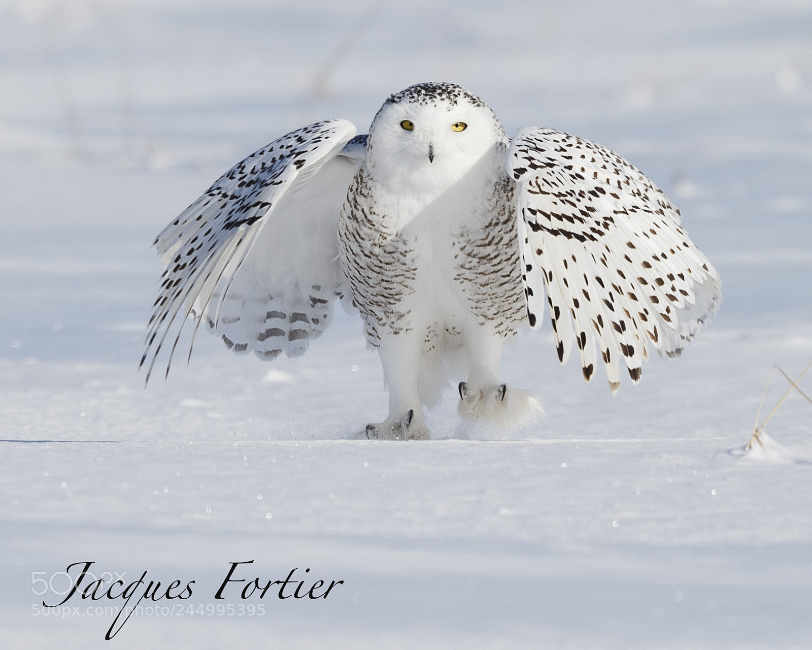 Canon EOS-1D X sample photo. Snowy owl photography