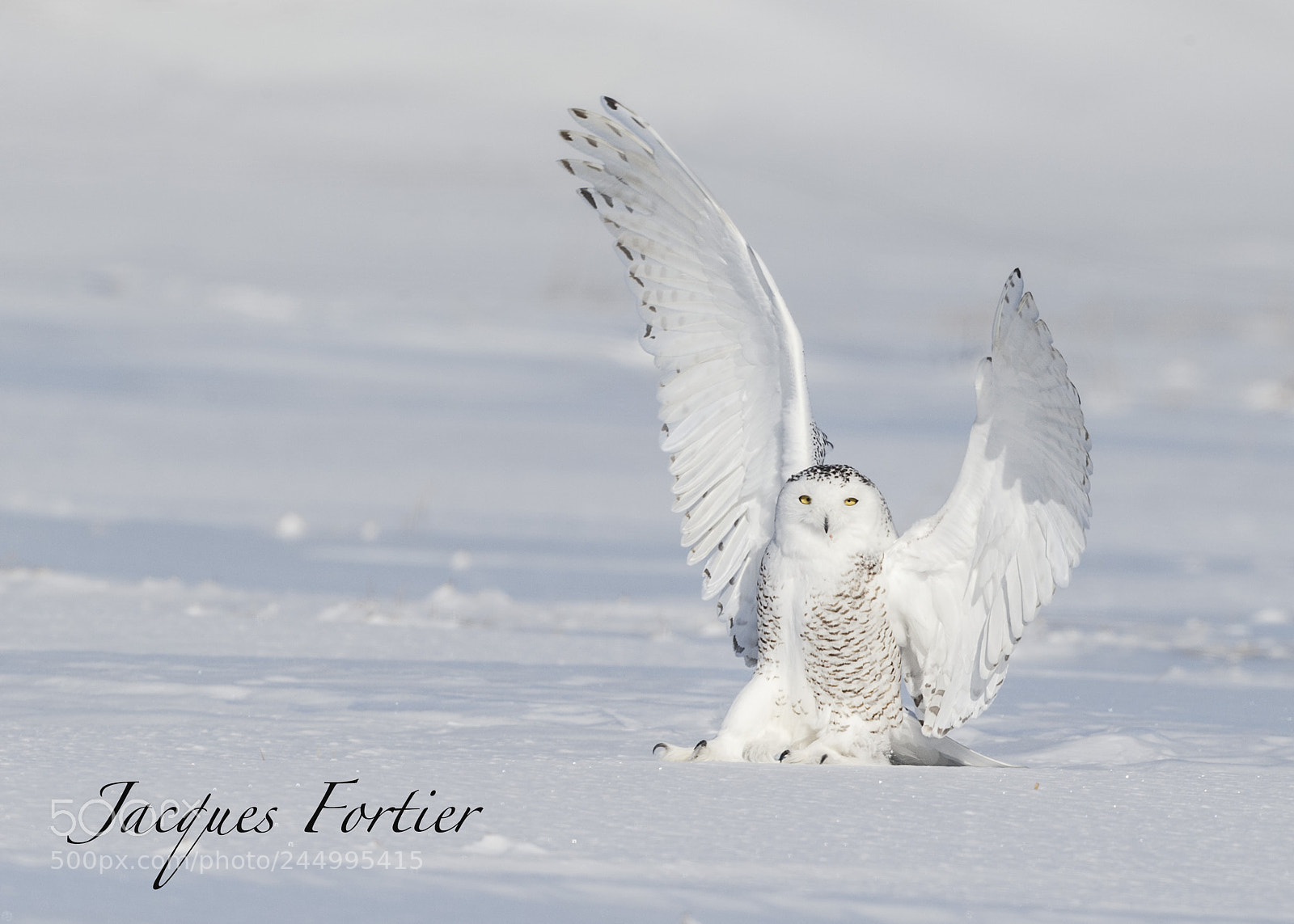 Canon EOS-1D X sample photo. Snowy owl photography