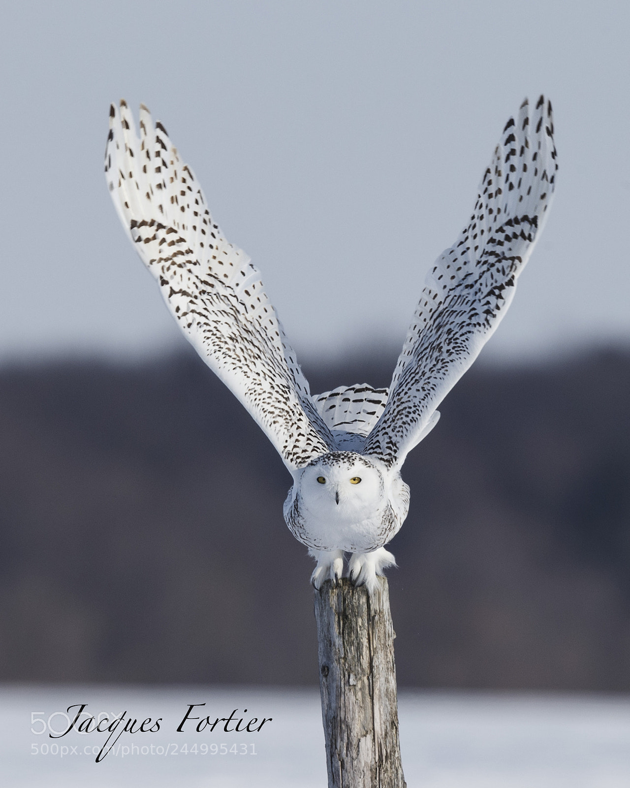 Canon EOS-1D X sample photo. Snowy owl photography