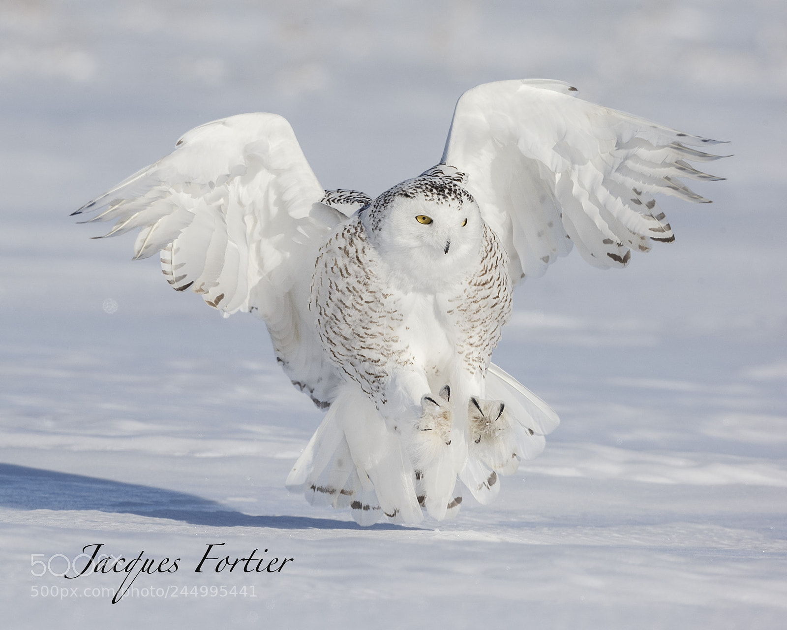 Canon EOS-1D X sample photo. Snowy owl photography