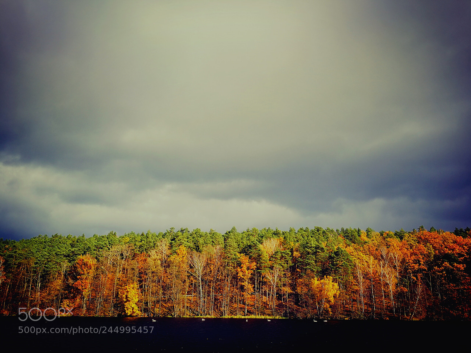 HUAWEI Mate 9 sample photo. Autumn in tleń photography